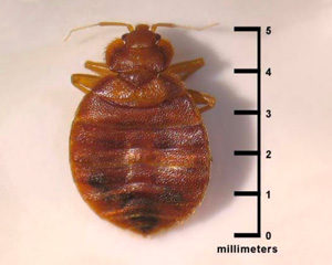 bed bugs